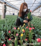 [포토] 경칩, 꽃망울 터트린 에버랜드 튤립