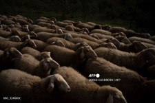 스페인 목장의 양떼