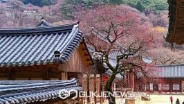 봄의 전령사 구례 화엄사 홍매