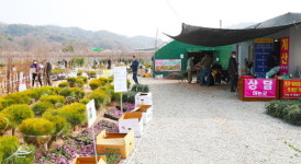 안동나무시장, 봄 맞아 분주