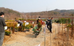 안동나무시장, 봄 맞아 분주