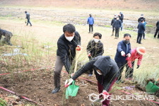하남 산곡천변, 흐드러지게 핀 황매화 꽃길 기대