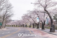 영등포구, 여의도 벚꽃길 이틀 늦게 연다…봄꽃 개화 맞춰 4월 2일부터