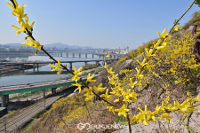 [국제포토] 응봉산 자락을 물들인 개나리 군락