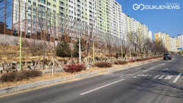 경산시, 특색있는 수종으로 가로수길 조성