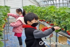 보은 산외초등학교, 딸기 따기 체험학습 운영