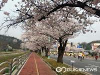 군산시, 월명종합경기장 내 벚꽃 상춘객 방문 대비 대책 마련