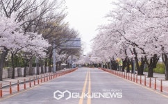 여의도 벚꽃길 개방 재연장…4월 9일부터