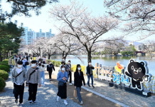 경북 김천 벚꽃관광지 인기 
