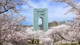 경주엑스포, 팝콘처럼 터진 벚꽃콘서트…주말 관광객 엄지척