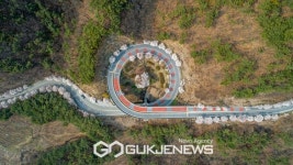 충남 벚꽃 명소, '청양 왕진로~도림로' '왕벚꽃' 개화 시작!