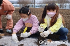 영동 추풍령초등학교, 감자심기 체험 할동 실시