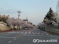 [포토] 논산시체육로 앞 벚꽃 만개