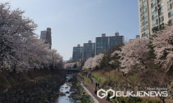 [포토] 아름다운 야경을 더한 용인 정평천 벚꽃