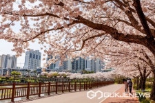 [포토] 충남 서산 중앙호수공원에 벚꽃 활짝