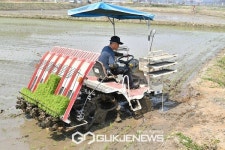 [GJ포토] 양평군 지평면 올해 첫 모내기 시작 !