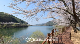 봉화 물야저수지 늦은 벚꽃 보러 봉화로 오세요