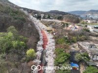 동두천시 소요산관광지 벚꽃·들꽃 봄꽃 만개