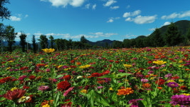 가평군, 자라섬 남도 꽃정원 개방 소식도 블로그로