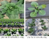 군산시농업기술센터,  꼬꼬마양배추 수확시기 확 당긴다
