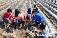 보은 종곡초등학교, 학교 텃밭서 모종 심기 활동 실시