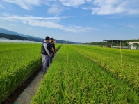 영덕군농업기술센터, 벼 품종 전시포 운영 실시