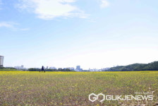 [포토] 이번 주말 용인기흥호수에서 유채꽃 나들이는 어떨까?