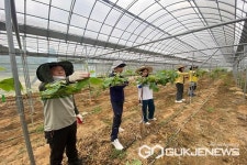 보은 탄부면 행정복지센터, 포도재배농가 농촌일손돕기 실시