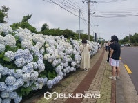 안덕면, 수국 보며 힐링 충전된 사랑은 헌혈으로