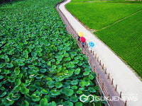 대구시 동구청, 안심창조밸리 연꽃단지 여름철 대표관광지로 탈바꿈 인기 폭발