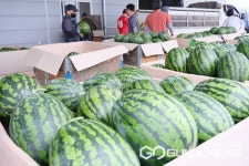 영동군, 청정 자연 깃든 '영동수박' 출하 시작