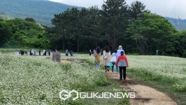 제주고 열안지 대평원, 메밀꽃 활짝…메밀 생태숲 개방