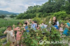 음성 원남초등학교, 달콤한 산딸기 따기 체험 실시