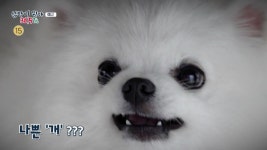 심장이 뛴다 이혜원 수의사·박세리 캠페인·때까치 수술결과 공개