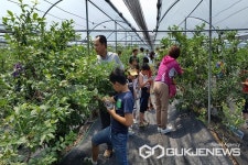 영동금강모치체험마을서 7회 블루베리 축제 열어