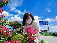 남원시, 금지 요천로 배롱나무의 꽃으로 물들다