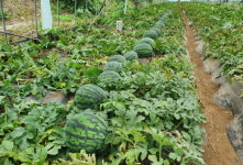 강화 섬 수박 농가 소득 증대 효자노릇 톡톡