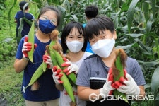 옥천 이원초등학교, 학교 텃밭서 농산물 수확 기쁨 누려