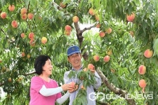 음성군 명품작물 복숭아 본격 출하...최고 브랜드 발돋움