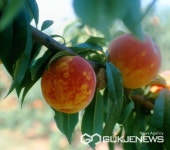 진천군, 자두곰보병 예찰 활동 실시