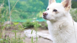 동물극장 단짝 지리산 석봉 씨네, 짝꿍이 된 반려견