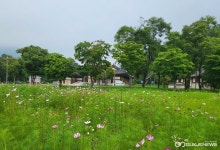 경주 양동마을·옥산서원 코스모스 활짝