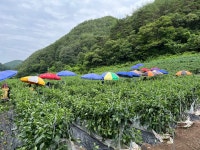 영양군 청기면, 일손부족농가 고추 수확 지원