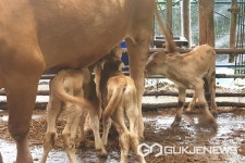 영동군서 송아지 세쌍둥이 탄생 경사