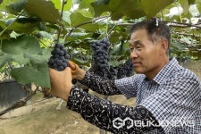 영동군, 올해 최고 포도 농사꾼 서웅열 씨 선발