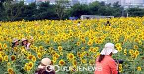 가을바람에 만개한 해바라기