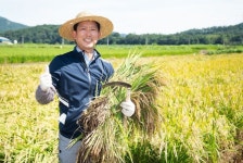 구미시, 첫 벼베기 실시