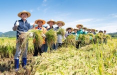 구미시, 첫 벼베기 실시