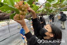 영동 심천초등학교, 포도 따기 체험 실시