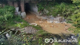 용인 성복천에 물고기 사체...침사지 용수 우수관 방류 공사 현장 적발